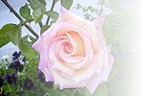Sheila's Perfume