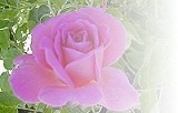 Fragrant Hour
