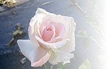 White Delight