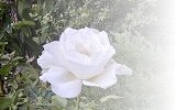 White Lightening Rose'